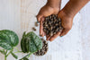 Dark clay balls cupped in hands and in clear plastic pot with plant
