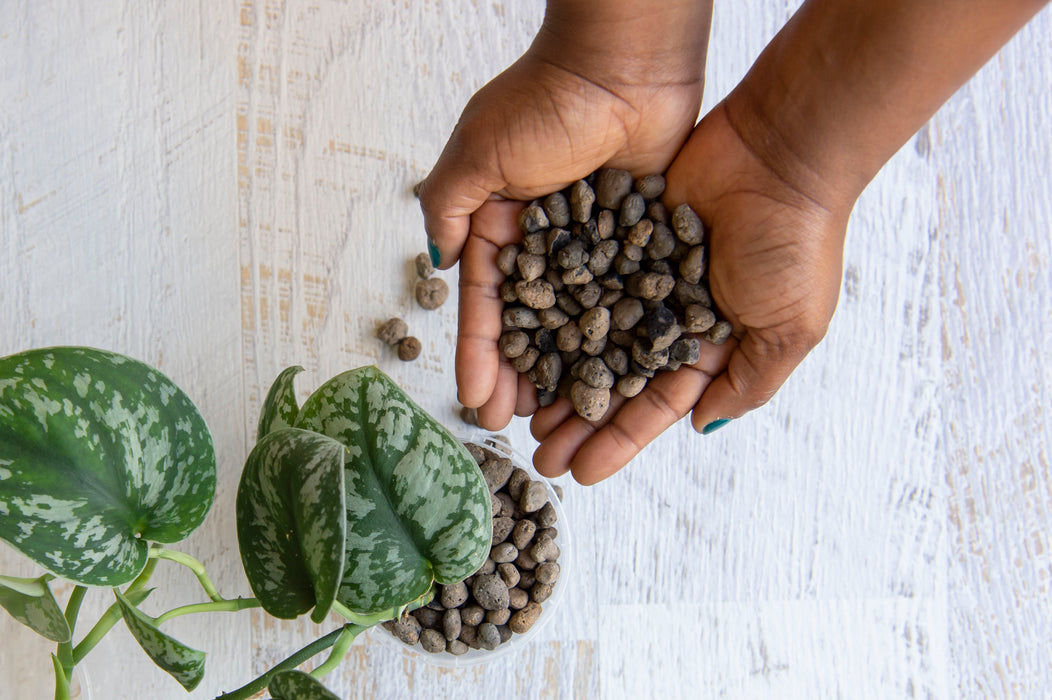 Dark clay balls cupped in hands and in clear plastic pot with plant