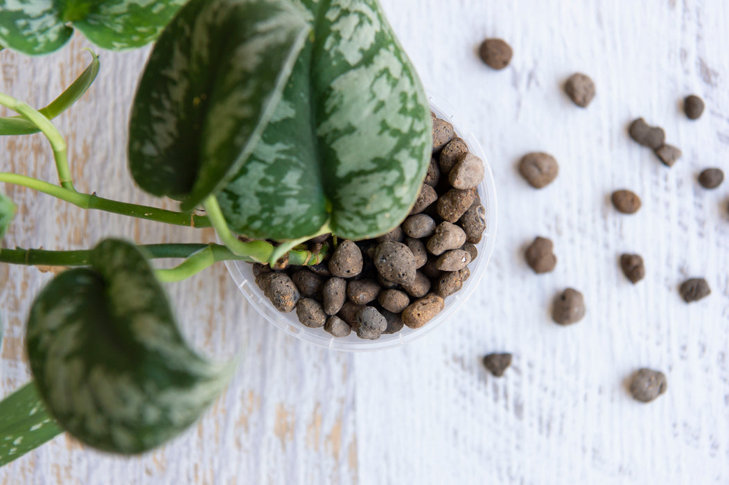 Dark clay balls dotted on ground and in clear plastic pot with plant
