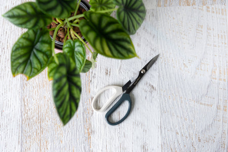 Grey and white scissors top view next to plant