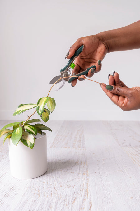 Green and stainless steel pruner held in hand cutting plant in white pot
