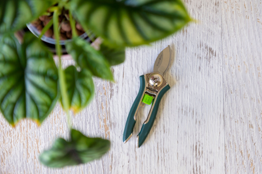 Green and stainless steel pruner next to a plant