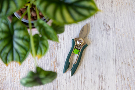 Green and stainless steel pruner next to a plant