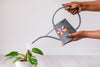 Grey watering can with picture of flower held over a plant
