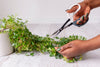 Grey and white scissors held in hand cutting plant