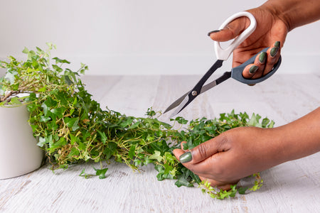 Grey and white scissors held in hand cutting plant