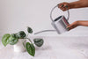 Stainless steel watering can held in hand above a plant in white pot