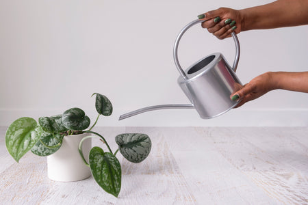 Stainless steel watering can held in hand above a plant in white pot