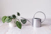 Stainless steel watering can next to a plant in white pot