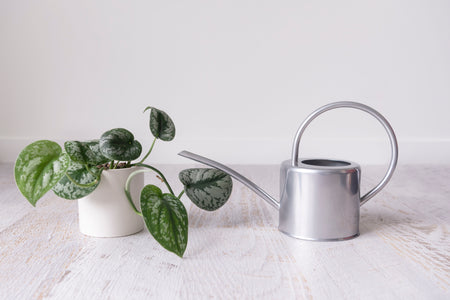 Stainless steel watering can next to a plant in white pot