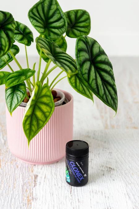 Clonex rooting hormine gel in black plastic bottle next to plant in pink pot