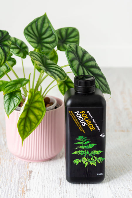 Foliage Focus nutrient in black plastic bottle next to plant in pink pot