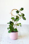 Plant attached to brass trellis in pink ceramic pot