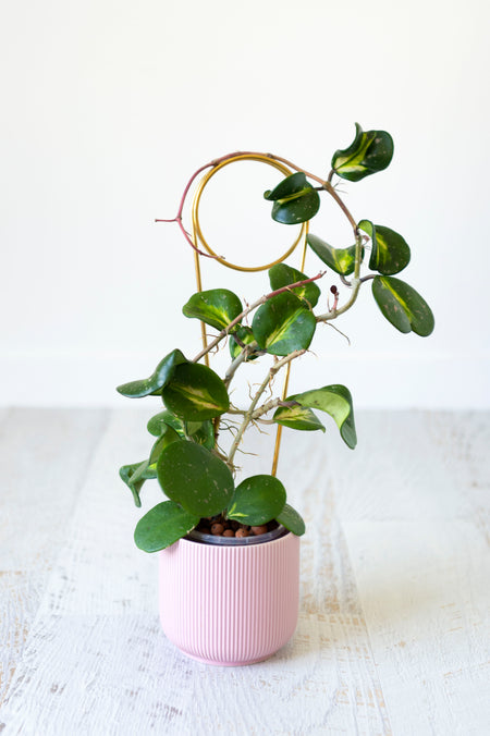 Plant attached to brass trellis in pink ceramic pot