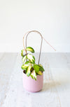 Stainless steel plant trellis with plant in pink pot