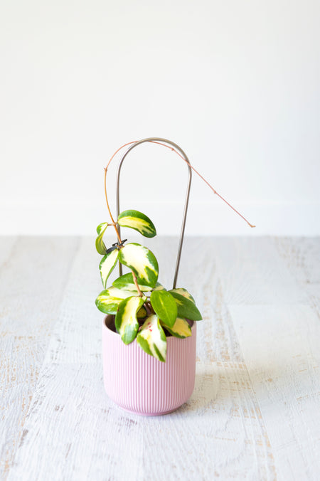 Stainless steel plant trellis with plant in pink pot