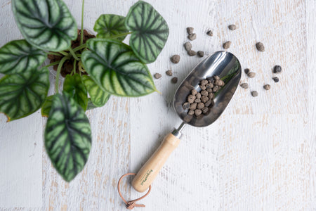 Stainless steel compost scoop with clay balls next to plant